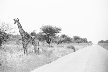 typical safari picture with a giraffe on a road, scene in black and white © Marcel