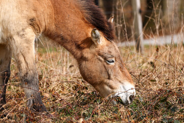 a grazing przewalski horse