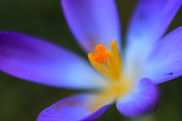 close-up picture of a purple crocus plant 