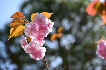 Japanese cherry Blossom (Sakura tree) spring season or hanabi season in japan, outdoor pastel color background - 744404704