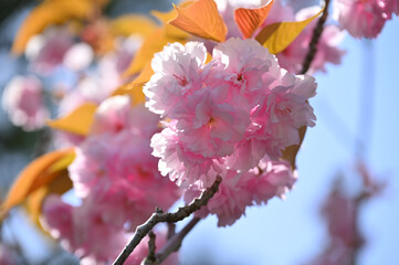 Japanese cherry Blossom (Sakura tree) spring season or hanabi season in japan, outdoor pastel color background - 744404737