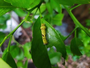 Green caterpillars ate the leaves of the orange tree