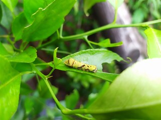 Green caterpillars ate the leaves of the orange tree