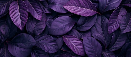 Vibrant Purple Leaves Wallpapers Collection for Stunning Screen Display