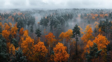 trees and pine forest on mountain with autumn colors in misty fog
