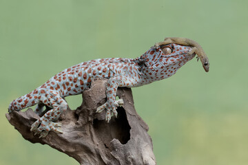 A tokay gecko is preying on a flat-tailed house-gecko. This reptile has the scientific name Gekko...