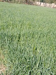 Triticum aestivum L plant or wheat plant or wheat field landscape.wheat plant growing background	