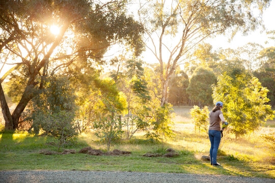 Teen girl cutting grass with whipper snipper in golden afternoon light