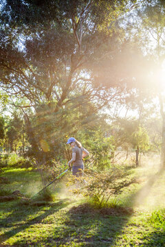Teen girl cutting grass with whipper snipper in golden afternoon light