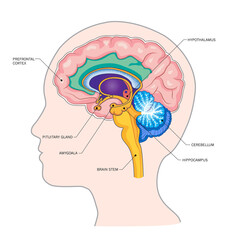 Head silhouette, important parts of the brain: hippocampus, amygdala, cortex, frontal lobe, brain.