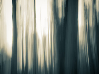 abstract background forrest