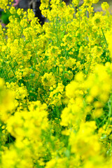 Obraz premium 春の訪れを告げる鮮やかなビタミンカラーの菜の花。