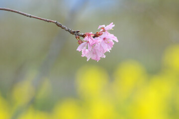 鮮やかな黄色の菜の花畑を背景にした一輪の桜の花びら。