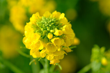 春の訪れを告げる鮮やかなビタミンカラーの菜の花。