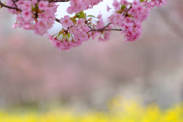 まだ寒さが厳しい2月、早咲きの河津桜が咲き始める。春の気配を感じる神戸の西郷川河口公園
