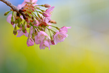 Obraz premium 菜の花畑に咲く河津桜。鮮やかなビタミンカラーの黄色とピンク