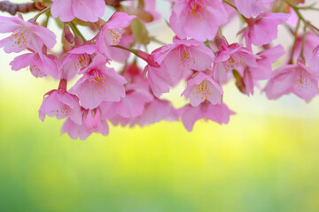 菜の花畑に咲く河津桜。鮮やかなビタミンカラーの黄色とピンク