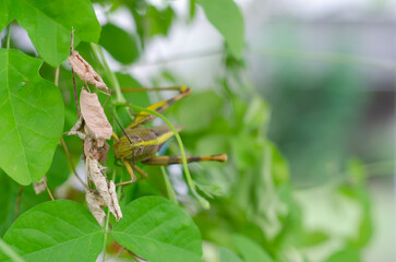 Green Grasshopper on Green Leaves
