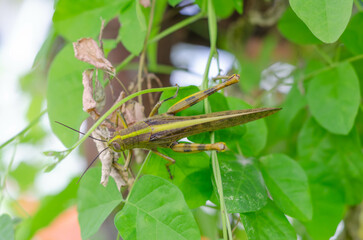 Green Grasshopper on Green Leaves