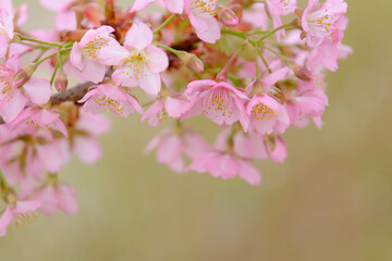 まだ寒さが厳しい2月、早咲きの河津桜が咲き始める。春の気配を感じる神戸の西郷川河口公園