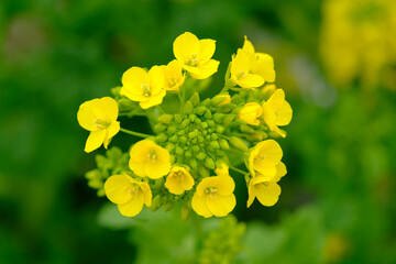 春の訪れを告げる鮮やかなビタミンカラーの菜の花。