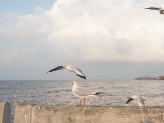 Seagulls in Samut Prakan Province, Bang Pu, Thailand January - April, the atmosphere has migratory seagulls flying on the water.
