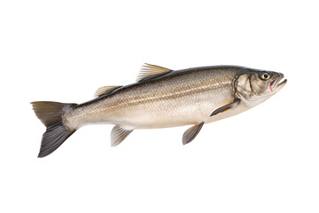 Naklejka premium Pollock, saithe or coalfish isolated on transparent or white background, png