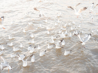 Seagulls in Samut Prakan Province, Bang Pu, Thailand January - April, the atmosphere has migratory seagulls flying on the water.