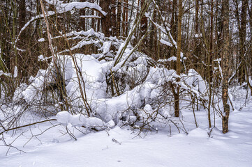 Winter forest with trees covered with snow.