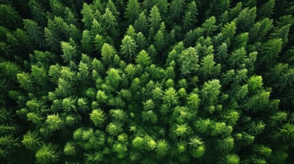 Fototapeta premium Rich forest, environment concept,Aerial top view of summer green trees 