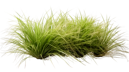 tussock of grass on white or transparent background, png file