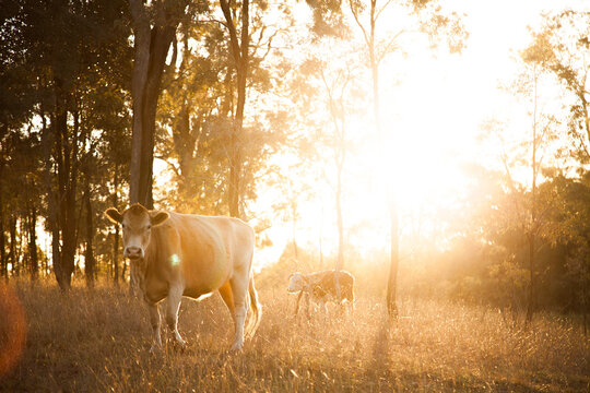 Light coloured cow in paddock with lens light flare