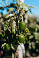 Organic Homegrown Peppers in Vegetable Garden