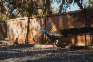 A male peacock emerges from the shadows in afternoon light.