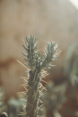 Late afternoon light illuminates cactus plants in old Africa.
