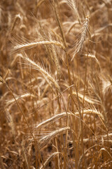Wheat plantation in farm on the mountains of Mendoza, Argentina