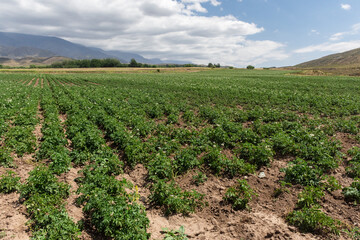 Fototapeta na wymiar Potato plantation in farm on the mountains of Mendoza, Argentina