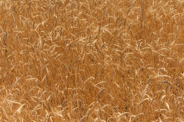 Wheat plantation in farm on the mountains of Mendoza, Argentina