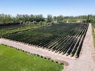 Beautiful aerial view to vines and grape plantations for winery