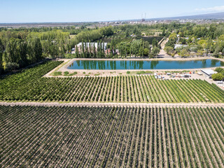 Beautiful aerial view to vines and grape plantations for winery