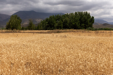 Wheat plantation in farm on the mountains of Mendoza, Argentina