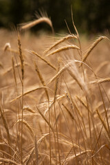 Wheat plantation in farm on the mountains of Mendoza, Argentina