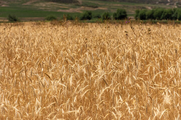 Wheat plantation in farm on the mountains of Mendoza, Argentina