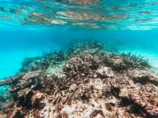 Fototapeta na wymiar Underwater evidence of coral bleaching on reef
