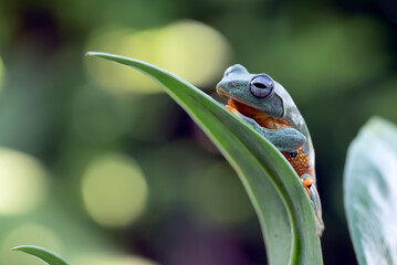 Green tree frog hanging on a leaves