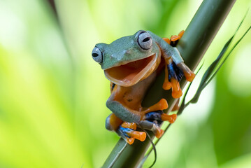 Green tree frog hanging on a bamboo tree