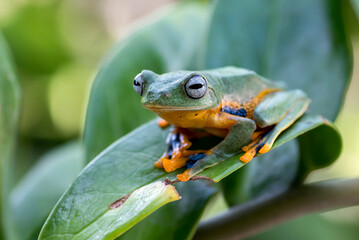Green tree frog hanging on a leaves