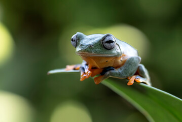 Green tree frog hanging on a leaves