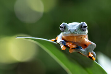 Green tree frog hanging on a leaves