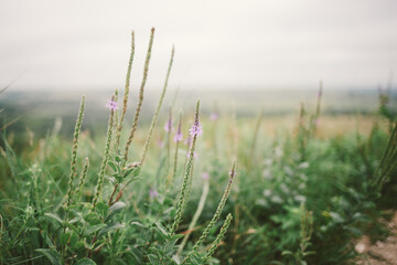 Purple wildflowers in prairie on cloudy summer day with copy space - obrazy, fototapety, plakaty